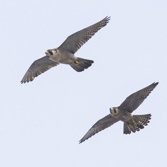 Young peregrine falcons grow up in chimney AEB